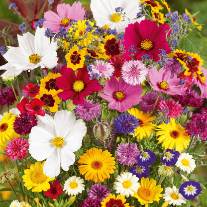 🔥Last day clearance💝Premium Mixed Perennial Seeds - Selected 40+ Spring Planting Mix