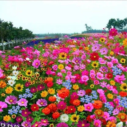 🔥Last day clearance💝Premium Mixed Perennial Seeds - Selected 40+ Spring Planting Mix