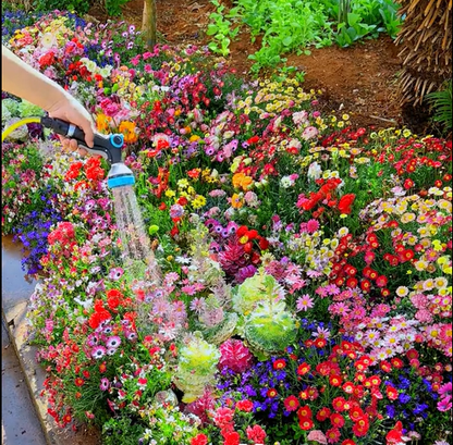 🔥Last day clearance💝Premium Mixed Perennial Seeds - Selected 40+ Spring Planting Mix