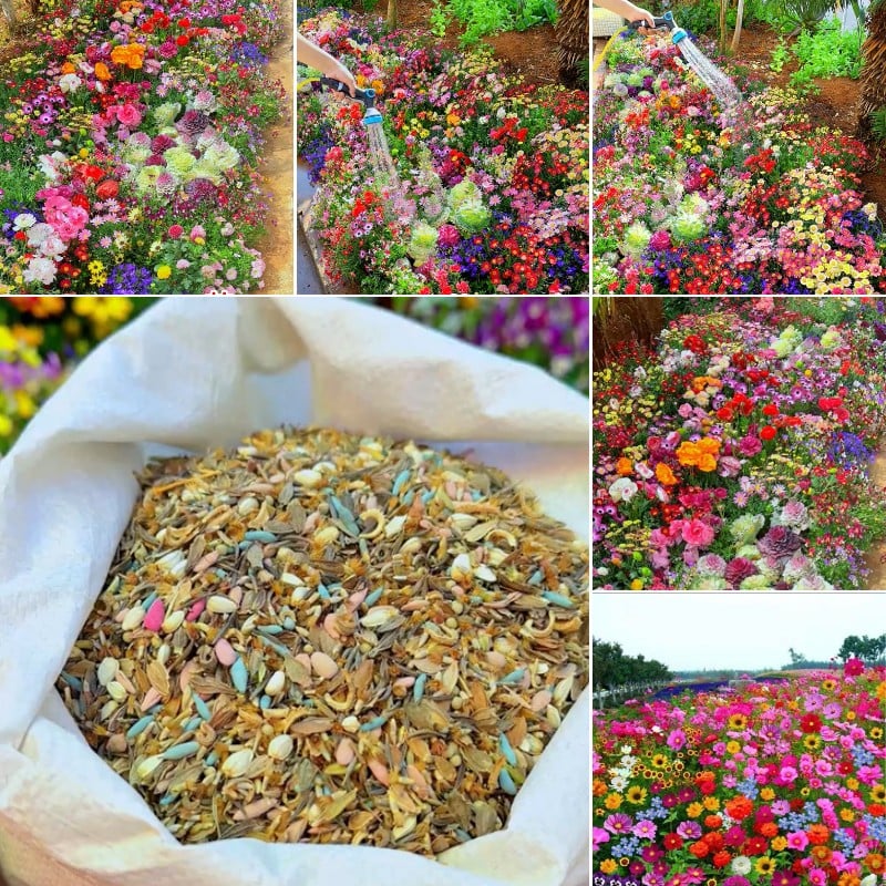 🔥Last day clearance💝Premium Mixed Perennial Seeds - Selected 40+ Spring Planting Mix