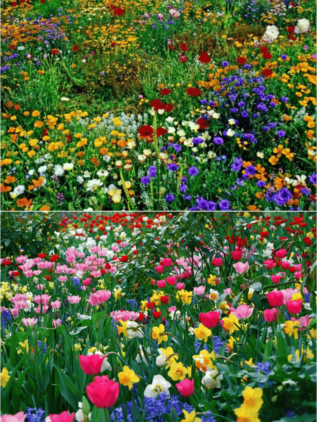 🔥Last day clearance💝Premium Mixed Perennial Seeds - Selected 40+ Spring Planting Mix