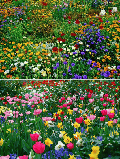 🔥Last day clearance💝Premium Mixed Perennial Seeds - Selected 40+ Spring Planting Mix