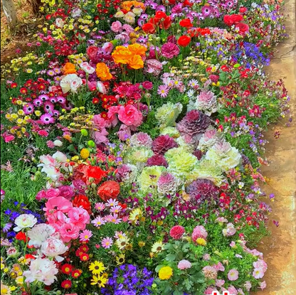 🔥Last day clearance💝Premium Mixed Perennial Seeds - Selected 40+ Spring Planting Mix