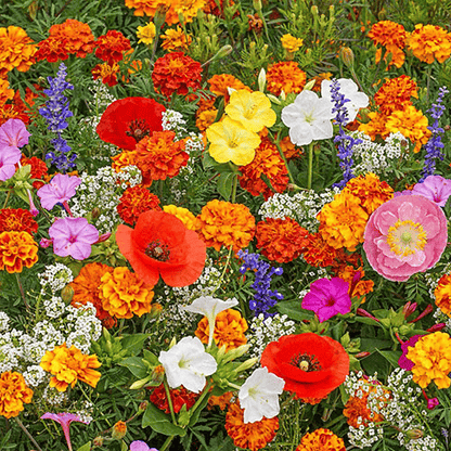 🔥Last day clearance💝Premium Mixed Perennial Seeds - Selected 40+ Spring Planting Mix