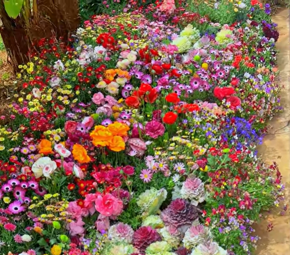 🔥Last day clearance💝Premium Mixed Perennial Seeds - Selected 40+ Spring Planting Mix